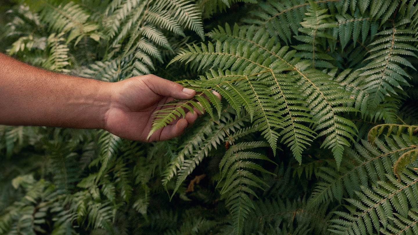 Not all Forests are Created Equal: Could a revamped carbon forestry market restore biodiversity?