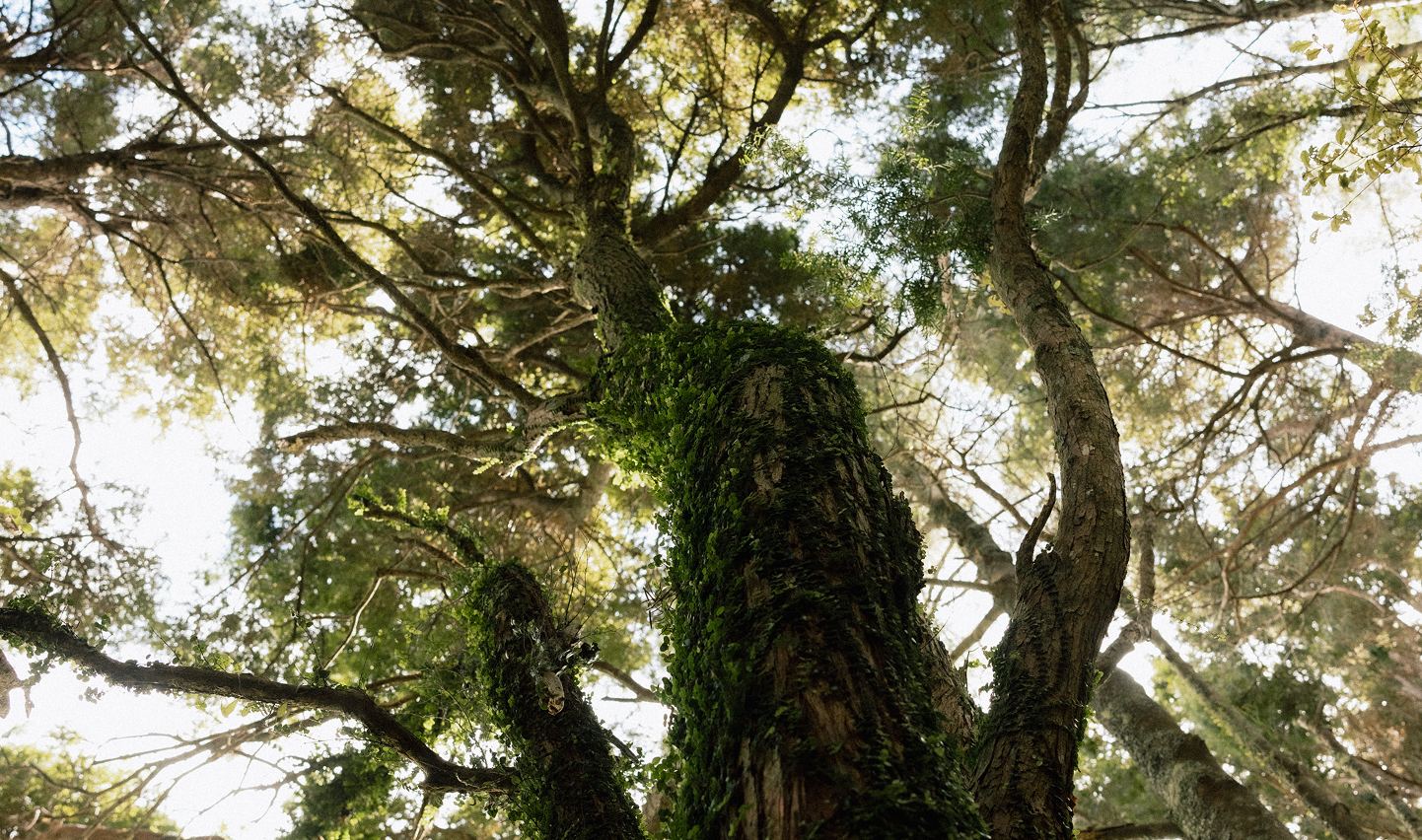 Not all Forests are Created Equal